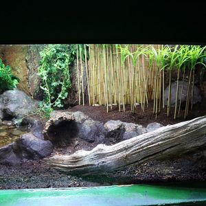 Cane Toad Enclosure