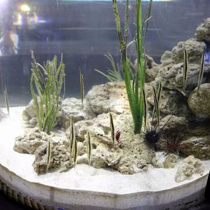 Razorfish Tank
