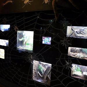 Arachnid Tanks