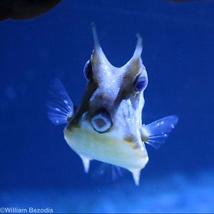 Longhorn Cowfish