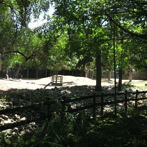 Eastern Bongo Exhibit