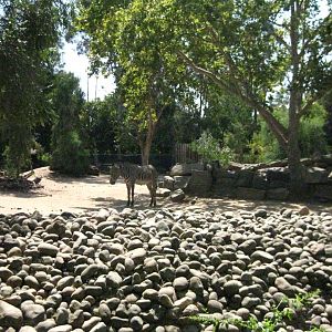 Grevy's Zebra Exhibit