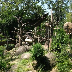 Sumatran Orangutan Exhibit