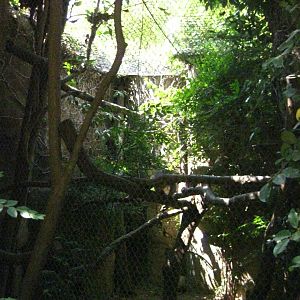 Southern Tamandua Exhibit
