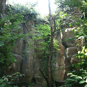 Southern Tamandua Exhibit