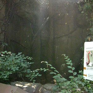 Southern Tamandua Exhibit