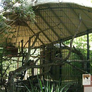 Great Hornbill Exhibit # 2