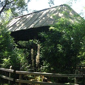 Great Hornbill Exhibit # 1