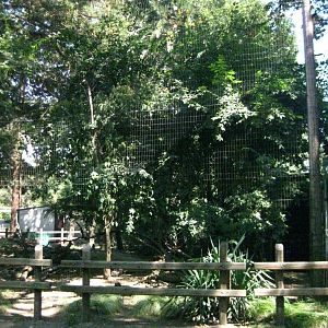 Abyssinian Ground Hornbill Exhibit