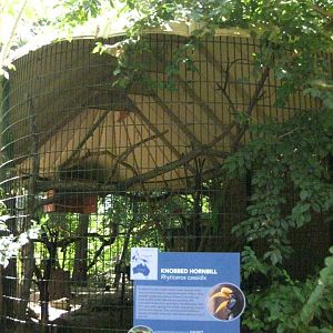 Knobbed Hornbill Exhibit