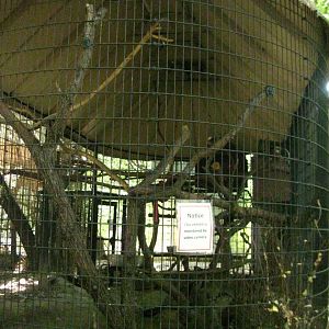 Rhinoceros Hornbill Exhibit
