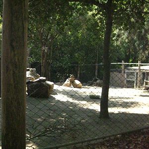 Emu/Red Kangaroo/Yellow Footed Rock Wallaby Exhibit