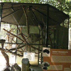 Tawny Frogmouth Exhibit
