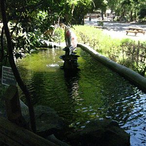 Sensory Garden Koi Pond