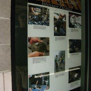 Vet Hospital Signage