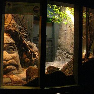 Smooth Fronted Caiman Exhibit
