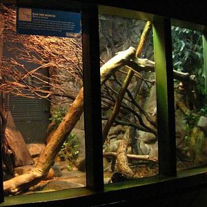 Blue Tree Monitor Exhibit