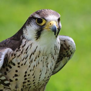 Saker Falcon