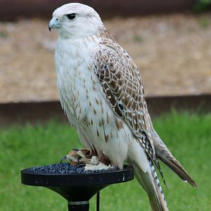 Gyr Falcon
