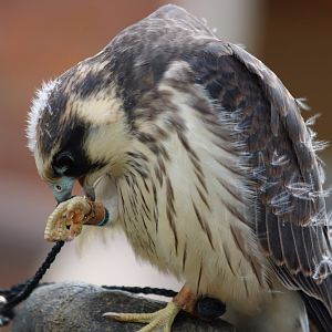 Red-footed Falcon