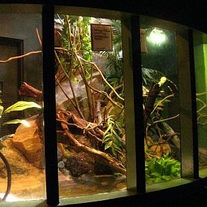 Solomon Island Leaf Frog/Fiji Banded Iguana Exhibit