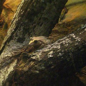 Solomon Island Leaf Frog