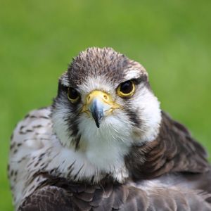 Lanner Falcon