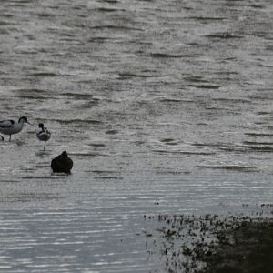 Three Avocets (and a mallard) - RSPB Burton Mere