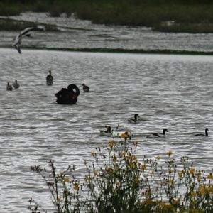 Black Swans and Shelducks - RSPB Burton Mere