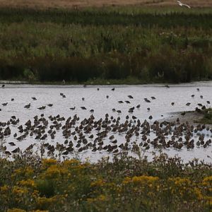 Group of Waders (mostly Black-tailed Godwits) - RSPB Burton Mere