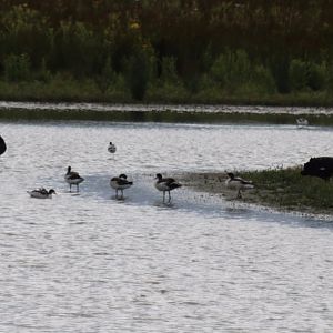 Black Swans and Shelducks - RSPB Burton Mere