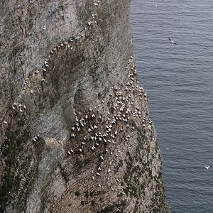 View of Cliffs and Gannet Colony - RSPB Bempton Cliffs