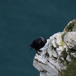 Jackdaw - RSPB Bempton Cliffs