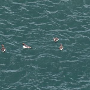 Guillemots  on the Sea - RSPB Bempton Cliffs