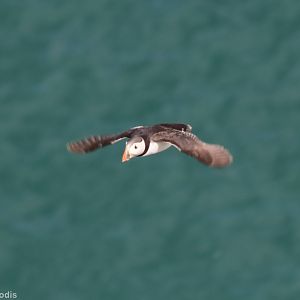 Puffin in Flight - RSPB Bempton Cliffs