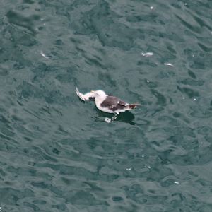 Black-backed Gull Eating a Dead Kittiwake - RSPB Bempton Cliffs