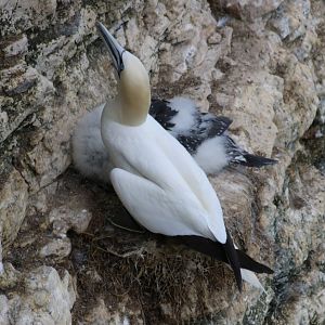 Gannet and Chick - RSPB Bempton Cliffs