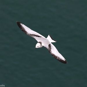 Juvenile Kittiwake - RSPB Bempton Cliffs
