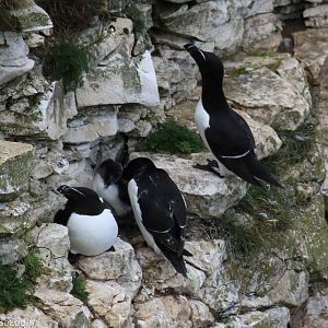 Razorbills and Chick - RSPB Bempton Cliffs