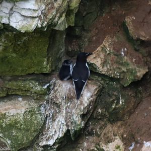 Another Razorbill Chick (very late in the year) - RSPB Bempton Cliffs