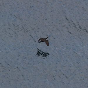 Shag - RSPB Bempton Cliffs
