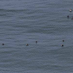 Lots of Puffins on the Sea (13) - RSPB Bempton Cliffs