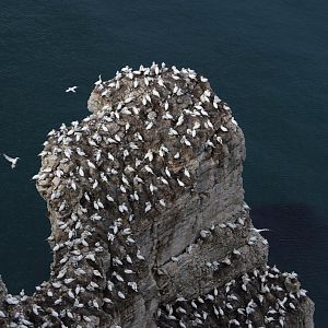 Gannets on a Rock - RSPB Bempton Cliffs