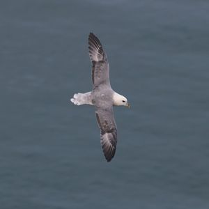 Fulmar - RSPB Bempton Cliffs