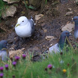 Kittiwake and Pigeons (properly wild Rock Doves?) - RSPB Bempton Cliffs