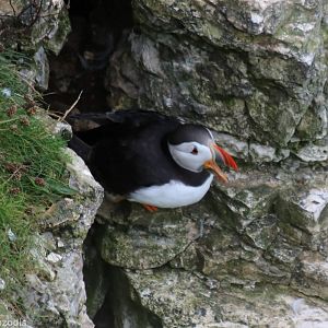 Puffin - RSPB Bempton Cliffs