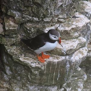 Puffin - RSPB Bempton Cliffs