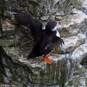 Puffin Stretching its Wings - RSPB Bempton Cliffs