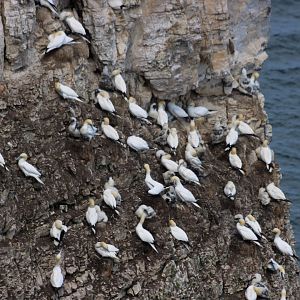 Gannets - RSPB Bempton Cliffs