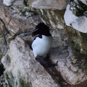 Razorbill - RSPB Bempton Cliffs